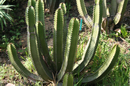Euphorbia Canariensis